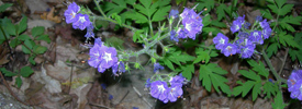 Flowers at Cloudland Canyon State Park
